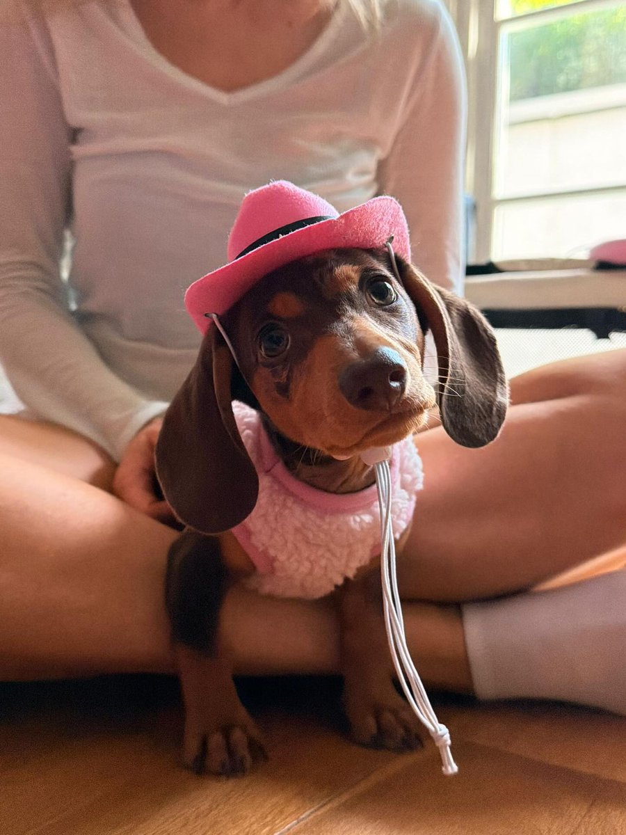 SunshineDenbhx's tweet photo. Behind the scenes of my shoot with Daphne. She’s only 14 weeks old—the tiniest little cowboy. https://t.co/zwSwdSA6zq