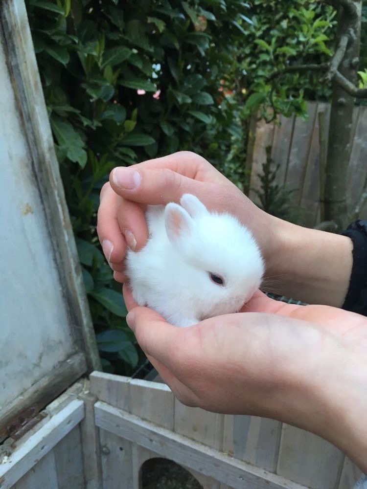 ShouldHaveRabit's tweet photo. Handle with care.🥺 https://t.co/6EIGBySsBA