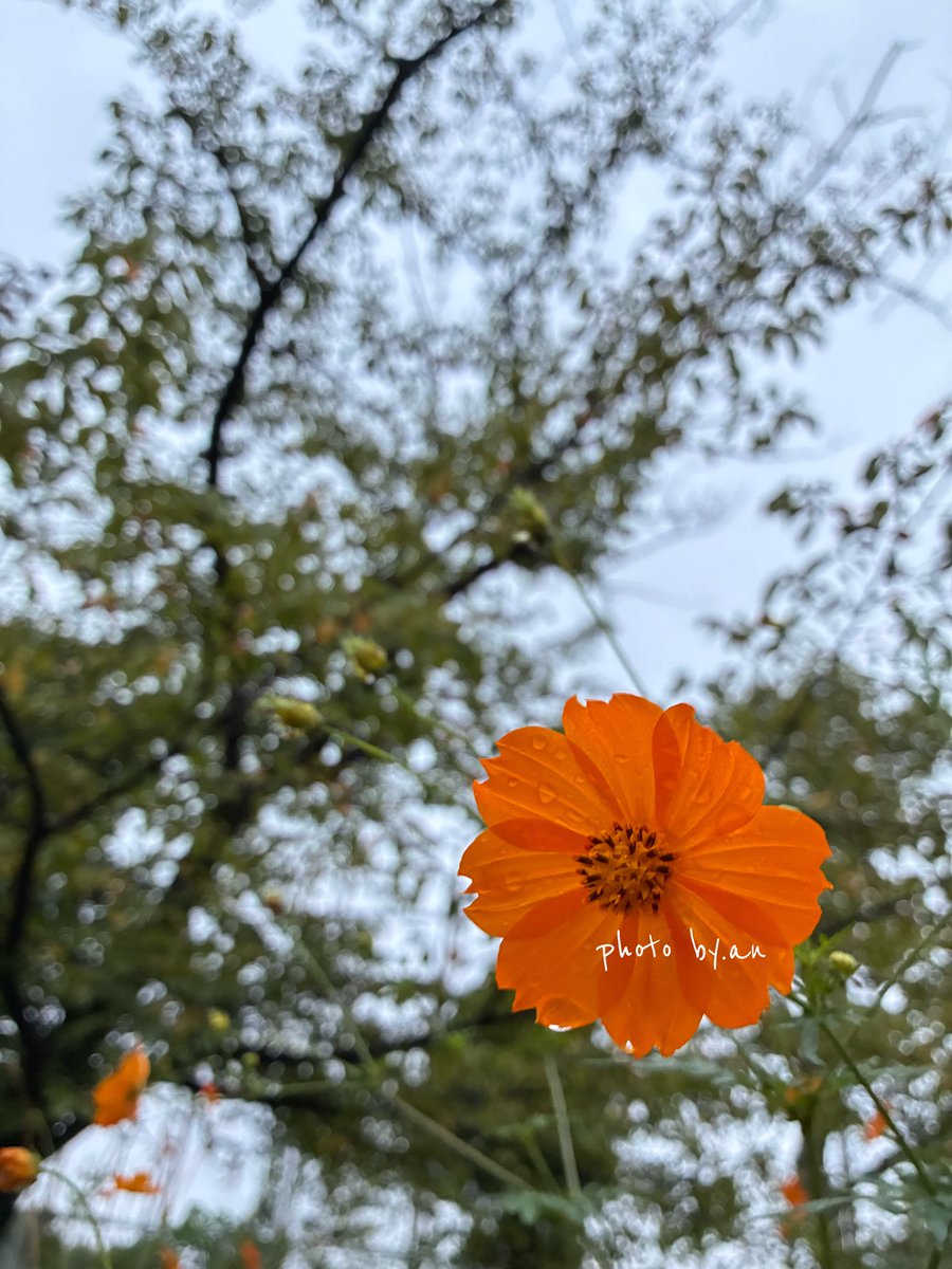 an08120000's tweet photo. 雫をいっぱい抱えて、きらきら˖ ࣪⊹

 #イマソラ  #花のある風景 https://t.co/H8bZyd02JV
