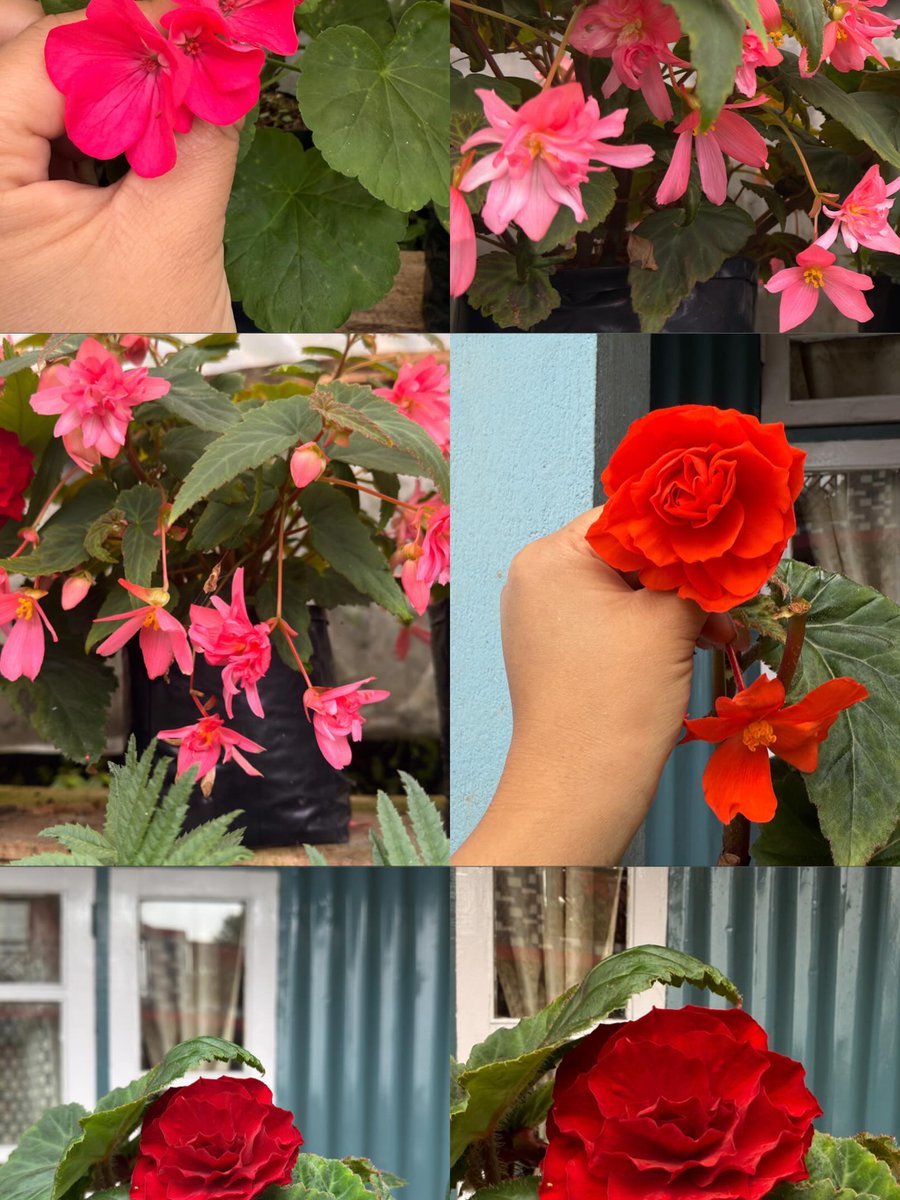 DeliaPribbsu's tweet photo. Blooming into the beauty of August. https://t.co/WmpRmpI2uo