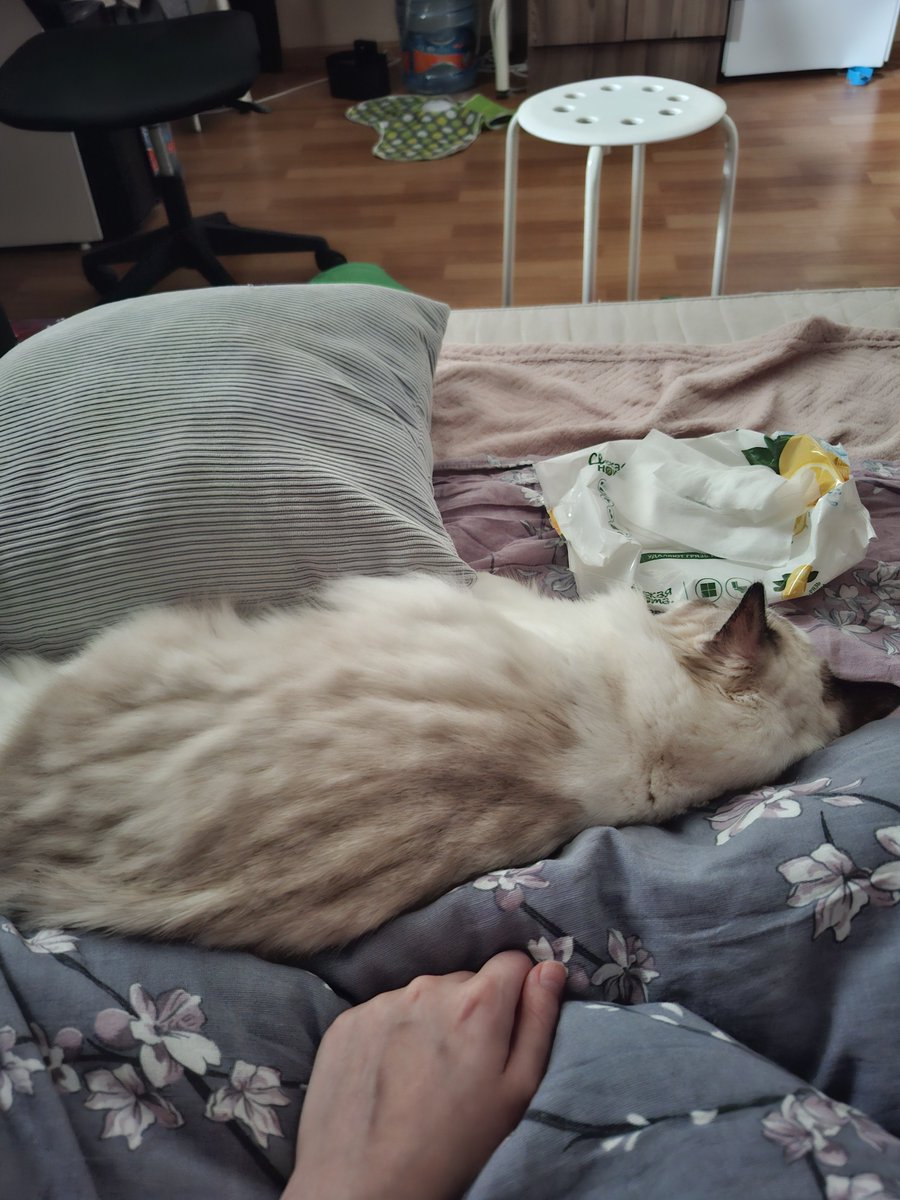 Sayumikko's tweet photo. Обычно, когда я работаю, она мешает мне за столом, но сегодня я болею в кроватке и она решила спать тут 🥺 https://t.co/D523C347UV