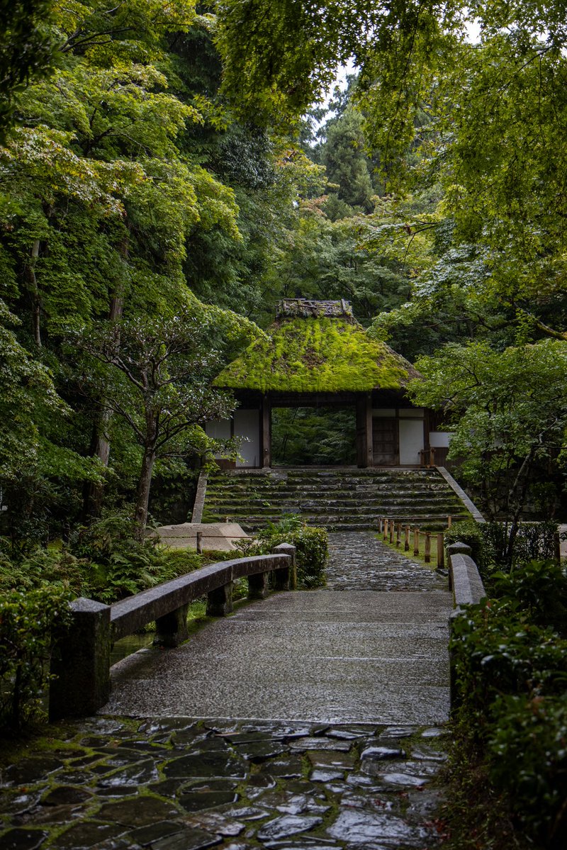 GunBoy0701's tweet photo. 法然院 京都市
雨に濡れた苔と緑が美しい。
雨の日もいいですね。 https://t.co/A2W11Zq4hd