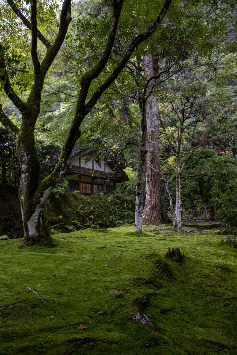 GunBoy0701's tweet photo. 法然院 京都市
雨に濡れた苔と緑が美しい。
雨の日もいいですね。 https://t.co/A2W11Zq4hd