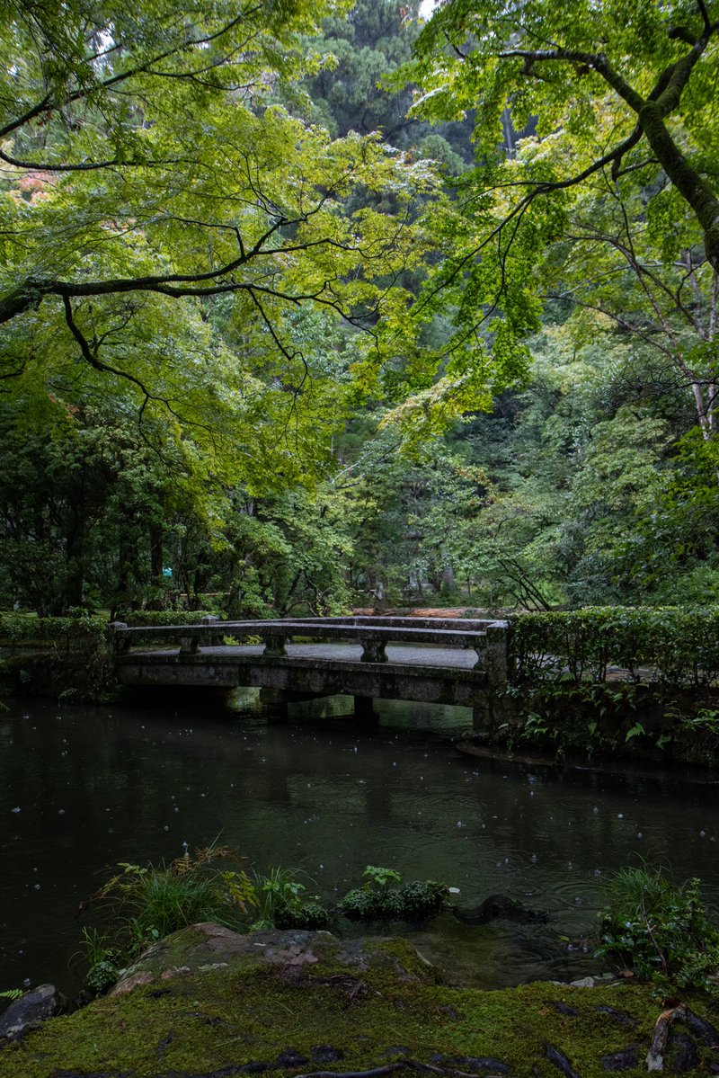GunBoy0701's tweet photo. 法然院 京都市
雨に濡れた苔と緑が美しい。
雨の日もいいですね。 https://t.co/A2W11Zq4hd