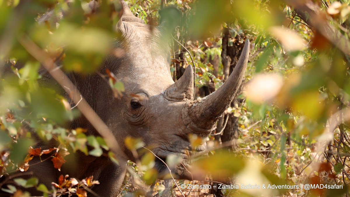 Zamsato's tweet photo. There’s so much to experience around Victoria Falls. 🌿

In Mosi-oa-Tunya National Park, tracking endangered white rhinos on foot lets you experience the bush from the ground. Every sound and movement feels closer when you’re walking through it.

A visit to Mukuni Village offers a glimpse of everyday life among the Leya People under Chief Mukuni, in a community with more than 700 years of history.

At Victoria Falls, the lower water level reveals the dramatic rock face and individual streams plunging into the gorge. It’s a beautiful time to take in the shape and scale of the Falls.

Wildlife, culture and breathtaking scenery—all in one day with Zamsato. 🦏

https://t.co/uDxhvtWUB3

#VictoriaFalls #Livingstone #Zambia #RhinoTracking #MukuniVillage #Zamsato