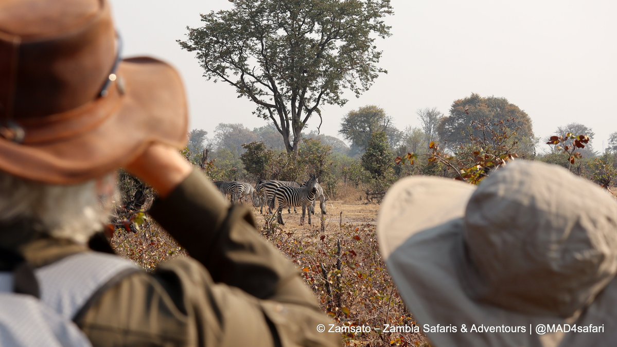 Zamsato's tweet photo. There’s so much to experience around Victoria Falls. 🌿

In Mosi-oa-Tunya National Park, tracking endangered white rhinos on foot lets you experience the bush from the ground. Every sound and movement feels closer when you’re walking through it.

A visit to Mukuni Village offers a glimpse of everyday life among the Leya People under Chief Mukuni, in a community with more than 700 years of history.

At Victoria Falls, the lower water level reveals the dramatic rock face and individual streams plunging into the gorge. It’s a beautiful time to take in the shape and scale of the Falls.

Wildlife, culture and breathtaking scenery—all in one day with Zamsato. 🦏

https://t.co/uDxhvtWUB3

#VictoriaFalls #Livingstone #Zambia #RhinoTracking #MukuniVillage #Zamsato