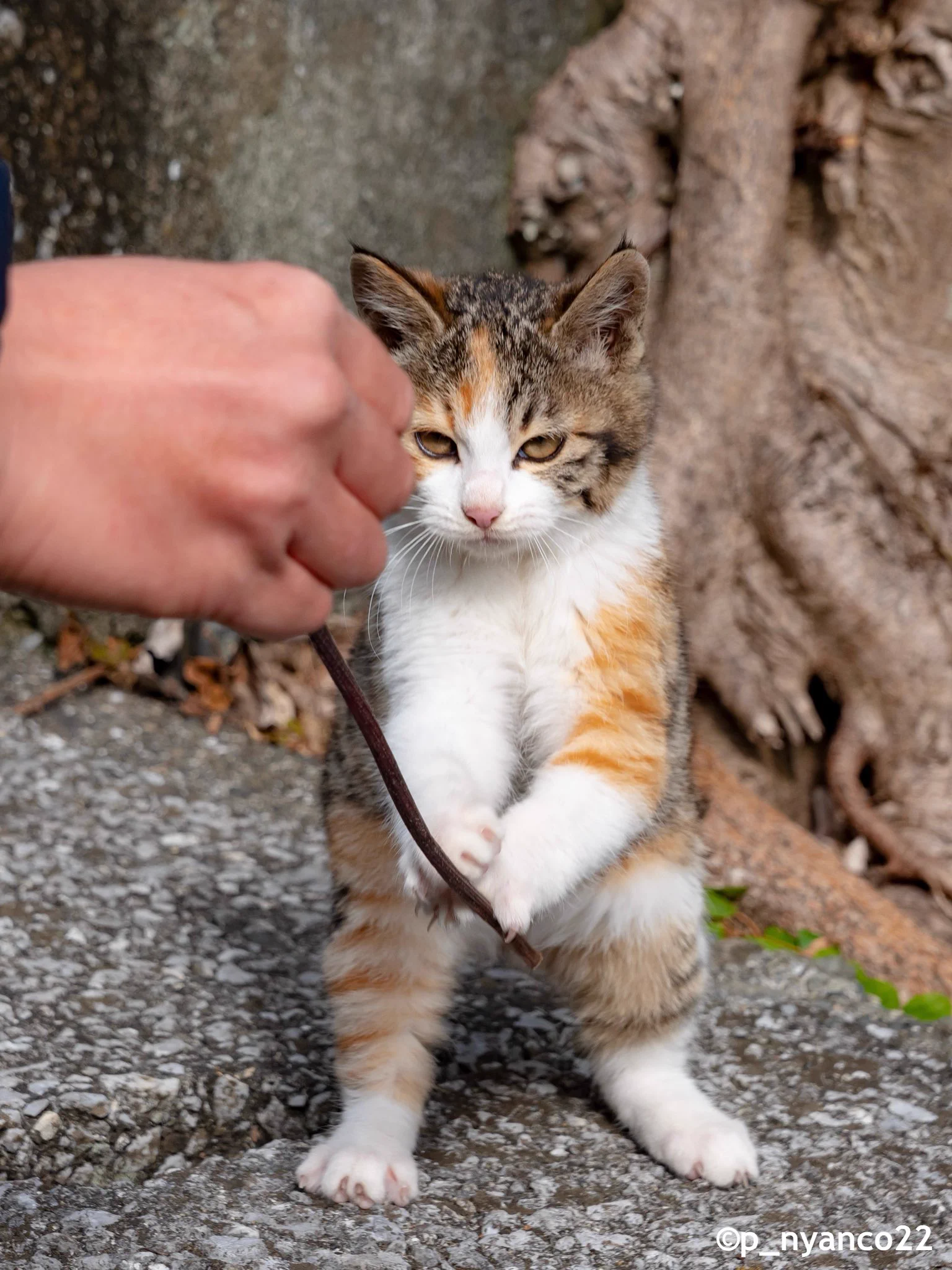 simabossneko 写真集「島にゃんこ」発売中 on X: 