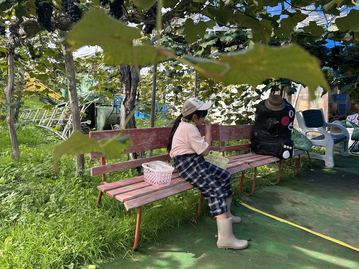 RESTAR_0220's tweet photo. 娘のお友達のお祖父さんのぶどう園へ。今年も沢山食べてきました✨色んな品種を食べてお土産も買って、ぶどうの恵みを堪能しました🍇娘のお友達は、利きぶどうが出来るレベルで違いを分かってました…素晴らし過ぎる！！ https://t.co/GlMrcGMKEO