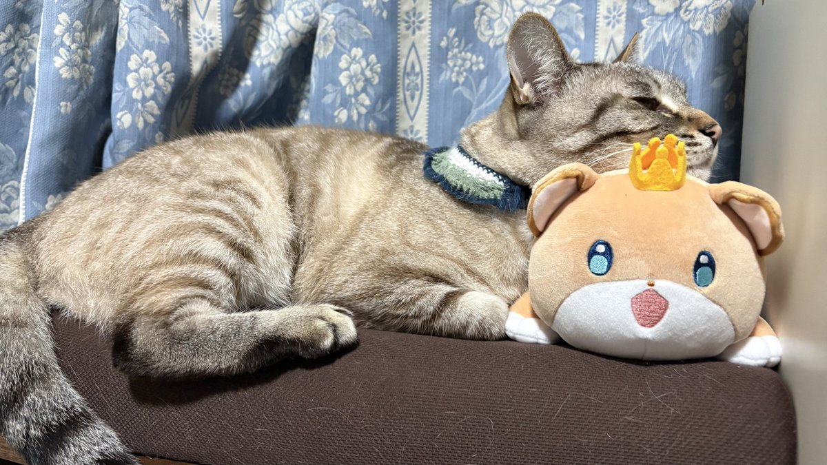 mo2hatsukune's tweet photo. Amazonって予約した雑誌発売日に届かないのね。やっぱり近くの本屋さん無くなると困るね。 https://t.co/hnE42iGe3x