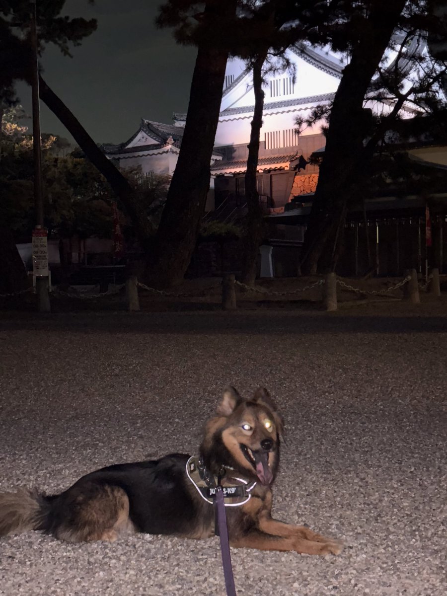 DoretheaParff's tweet photo. August 25, 2026

Okazaki Castle, one of our usual walking routes. Zora, who gets overheated easily, was already tiring in this heat. I wish it would cool down soon. Rufu had surgery, so we can’t play in the river for a while. https://t.co/wm9PScHK3i
