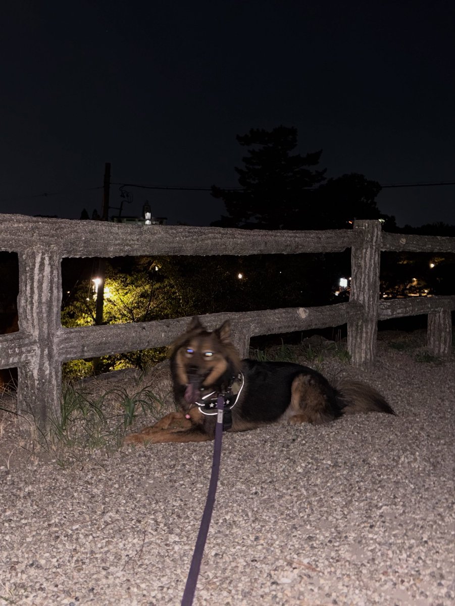 DoretheaParff's tweet photo. August 25, 2026

Okazaki Castle, one of our usual walking routes. Zora, who gets overheated easily, was already tiring in this heat. I wish it would cool down soon. Rufu had surgery, so we can’t play in the river for a while. https://t.co/wm9PScHK3i