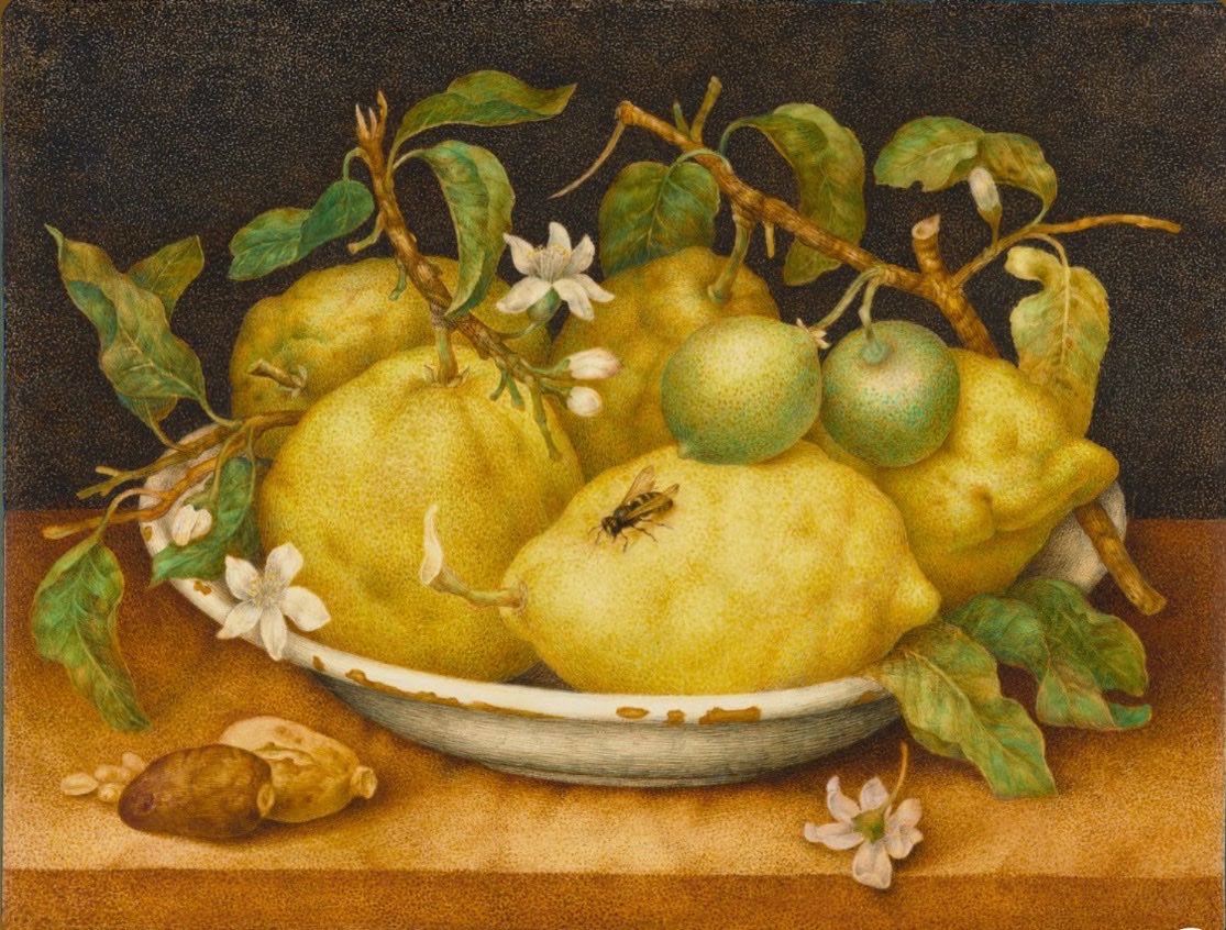 EmanuelaMorell1's tweet photo. Qui delle divertite passioni
per miracolo tace la guerra,
qui tocca anche a noi poveri la nostra parte di ricchezza
ed è l’odore dei limoni.
Eugenio #Montale.
(#GiovannaGarzoni, fine del 1640) https://t.co/RMXAUnM0EL