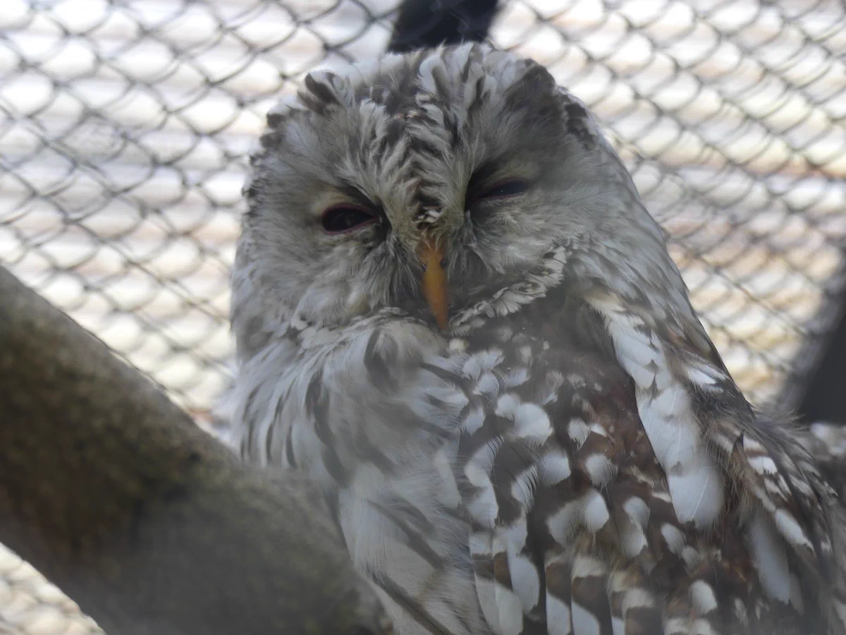 盛岡市動物公園 ZOOMO on X: 
