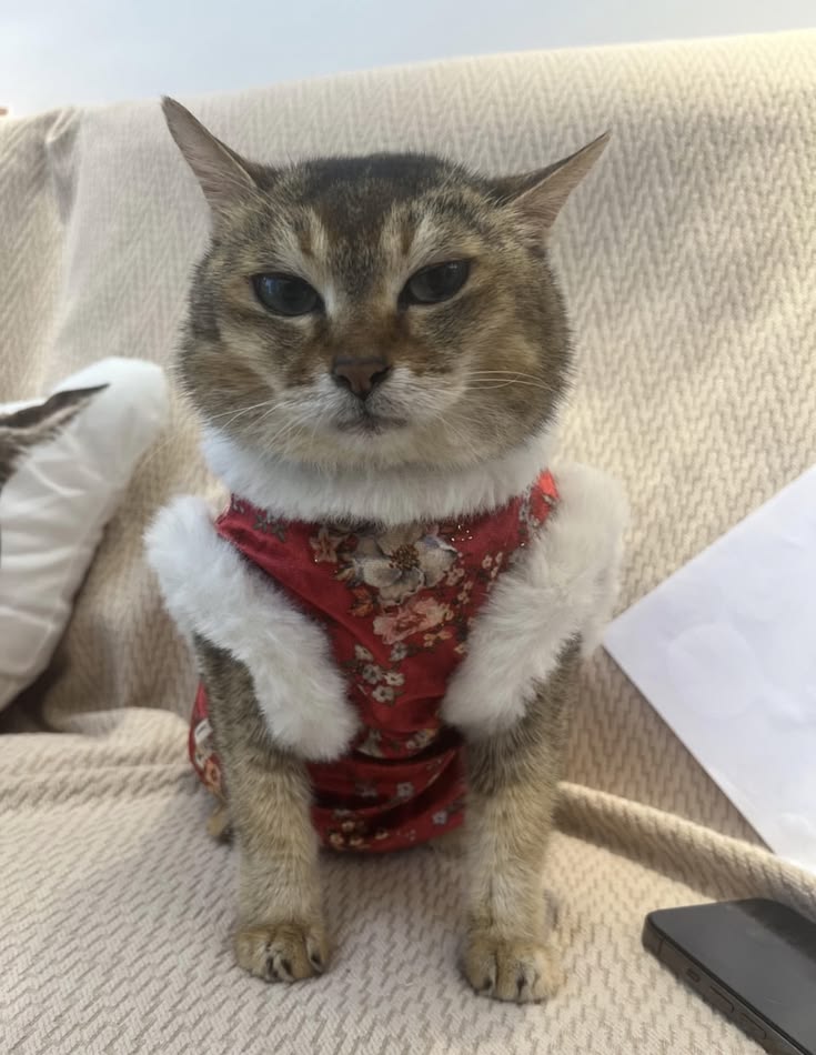 zuliexbb's tweet photo. Oh Mei Mei. So fragile, so refined https://t.co/vmLjfMMAGX