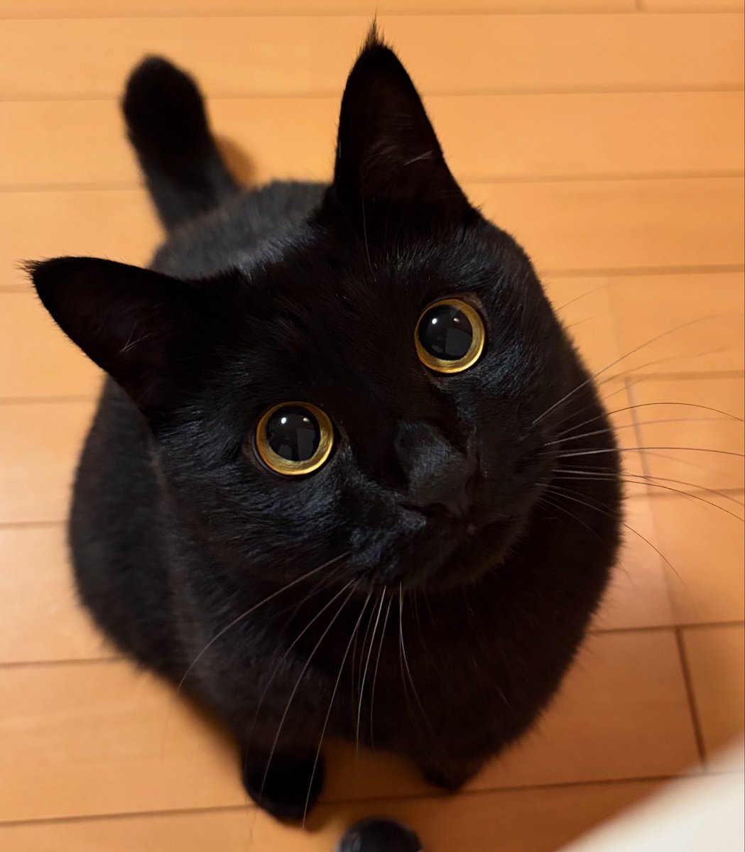 uni_kuroneko's tweet photo. ちんまり。

#黒猫 https://t.co/sk0lzgF8Xt