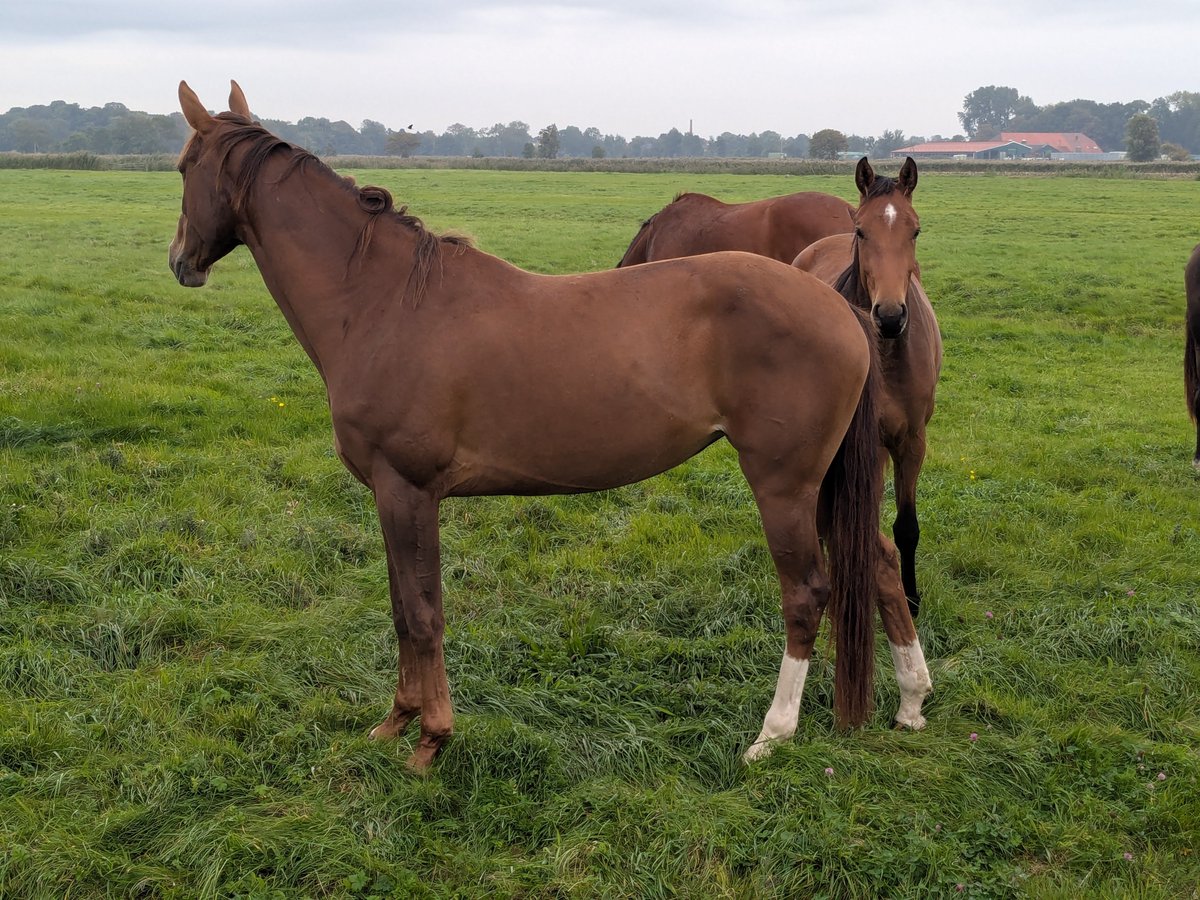 Nordwestroute's tweet photo. Moin aus Butjadingen... #Fedderwardersiel #butjadingen #nordsee #wesermarsch #Burhave #tossens #eckwarderhörne #Ruhwarden #Langwarden #Langwardergroden https://t.co/hzQW2YiSRL