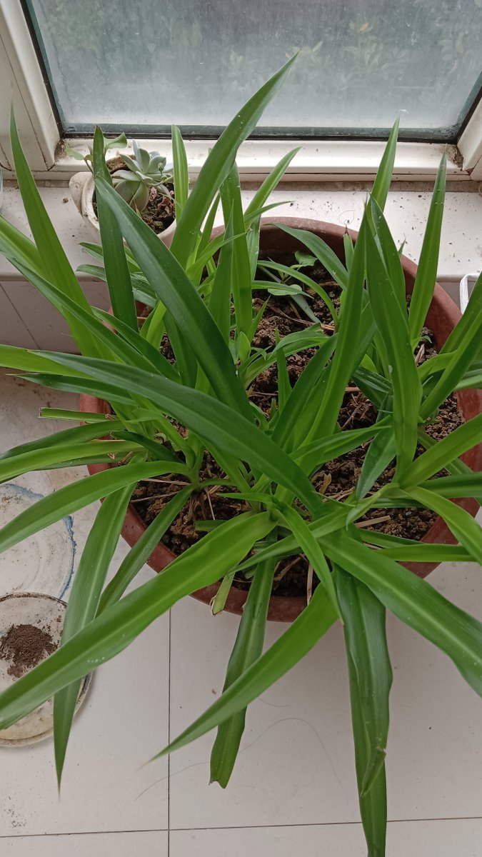 KailaZenzeywg's tweet photo. Para tus plantas verdes: evita el riego excesivo, colócalas en un lugar con luz suave y quita las hojas marchitas. Así se mantendrán sanas y bonitas. https://t.co/UyjgsYdCbW