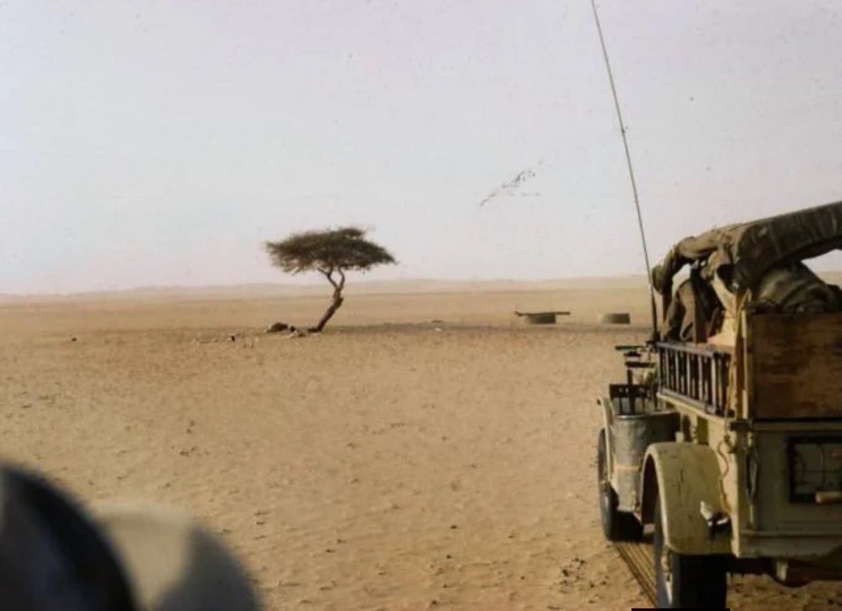 archeohistories's tweet photo. The legendary Tree of Ténéré in northeastern Niger, once known as the most isolated tree on Earth before a truck knocked it down in 1973....

Tree of Ténéré was an umbrella thorn acacia and the last survivor of a group of trees that had grown when the Sahara was wetter. As the region became increasingly arid, every other tree around it disappeared.

The acacia survived by developing roots that descended more than 30 meters beneath the sand to reach groundwater. For generations, it served as a landmark for Tuareg caravans traveling across the Ténéré Desert. 

In a landscape with few permanent reference points, the tree helped travelers follow the ancient caravan route between Niger and Algeria.

Its isolation made it internationally famous. The Tree of Ténéré was reportedly the only individual tree marked on maps covering an enormous section of Africa.

In 1973, a Libyan truck driver traveling through the desert struck the tree and snapped its trunk. Some later accounts claimed the driver was intoxicated, although that detail was never firmly documented.

The fallen tree was transported to the Niger National Museum in Niamey, where its preserved remains are displayed. A metal monument resembling a tree now stands at the original location.

When workers dug a well beside the tree in 1938–39, they discovered that its roots extended roughly 33 to 36 meters through the desert sand to reach the water table.

#archaeohistories