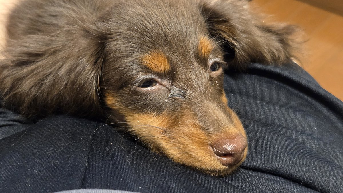 RIP48098457's tweet photo. 眠い(=_=)(=_=)VSまだ起きていたいの格闘中🐕💨

自分が悪いけど……スマホの充電が…ルナ…歯型が可愛い❤

#カニンヘンダックスフント
#ワンコイタズラ https://t.co/BVqvSCgylV