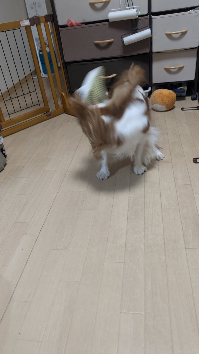 cavalaios0831's tweet photo. 夕方はお散歩できないので、ぬいぐるみ振り回りしてストレス発散 https://t.co/IbgVIB2IKF
