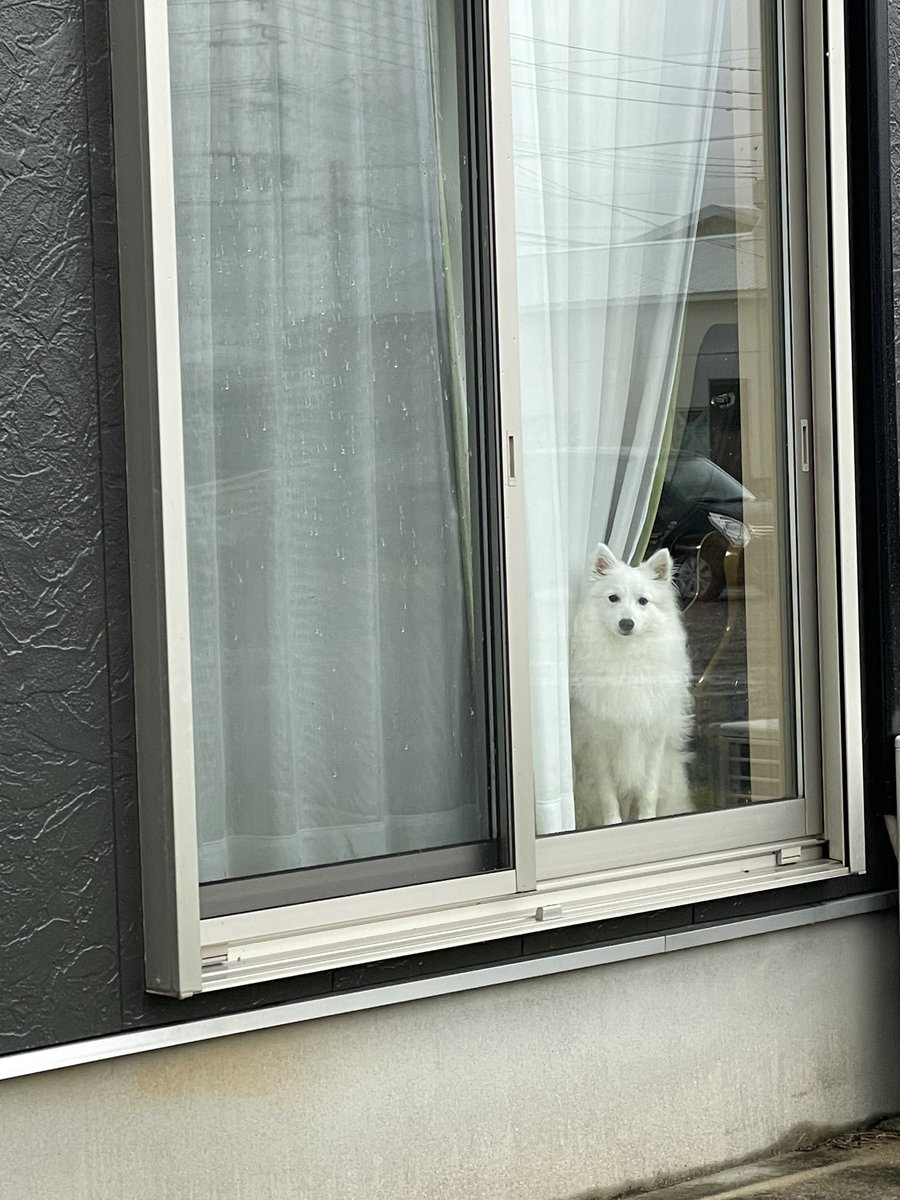 rainerspits's tweet photo. お出迎えらいなぁ
#日本スピッツ
#犬 https://t.co/OH4BSefH59
