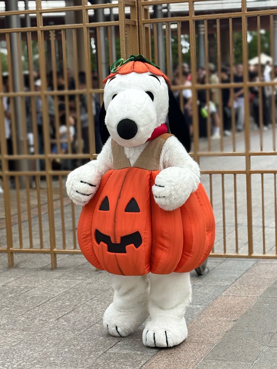 light8156's tweet photo. 朝一番のPEANUTSのグリーティング📷

１年ぶりにかぼちゃ🎃スヌーピーと
魔女っ子ルーシーに会えました😊

この会のチャーリーは不在でした😗

#USJファン #PEANUTS 
#ハロウィーン https://t.co/2qyQ5kAeF3
