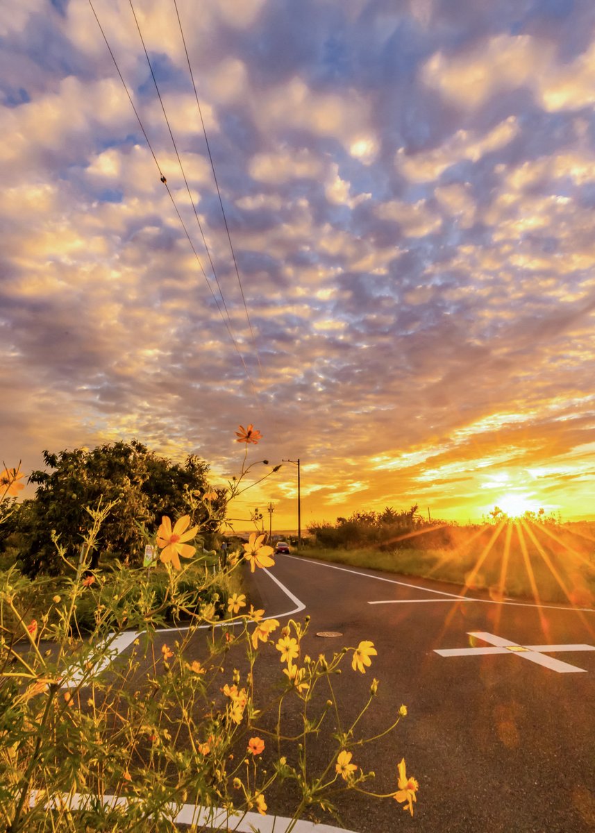 asagi_photo0921's tweet photo. 夕焼け色に染まる秋の散歩道。 https://t.co/Rgv56FL3tg