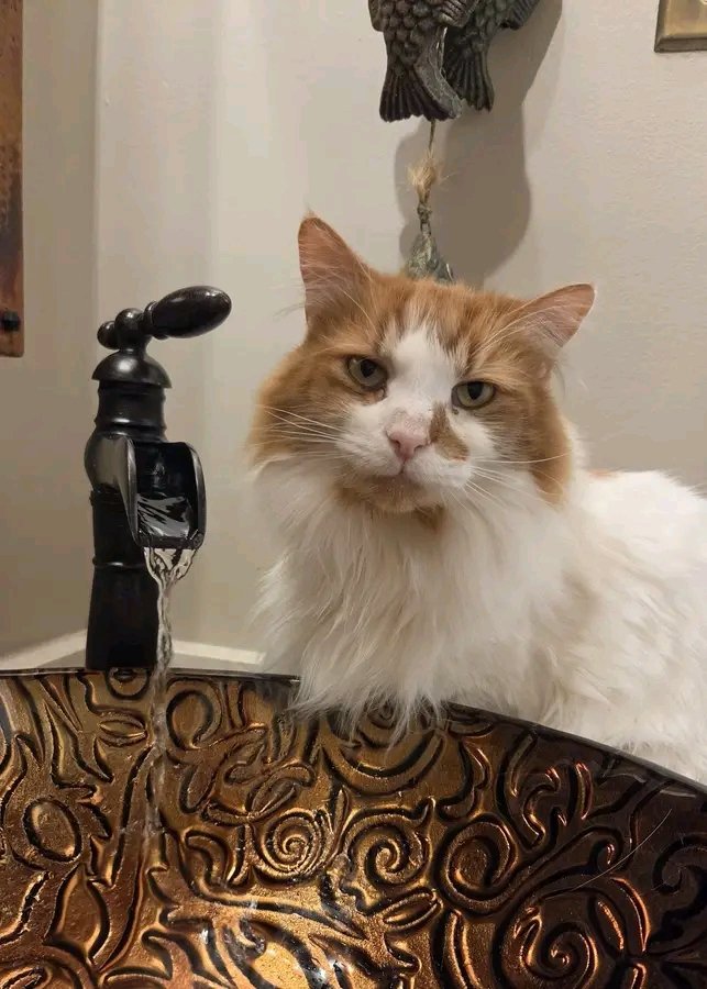 Fizaknp5's tweet photo. Mama forgot to post this picture of Wrigley yesterday. He really likes his sink drinks! https://t.co/ESZR2HWa2B