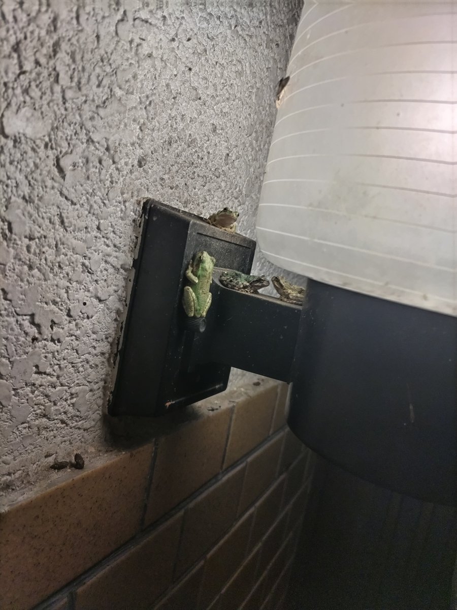 greenroadtopeac's tweet photo. うちの玄関にはアマガエル🐸が常時4～6匹住み着いてて、大人気の門灯が🐸で渋滞しとる https://t.co/VawT9PEYzO