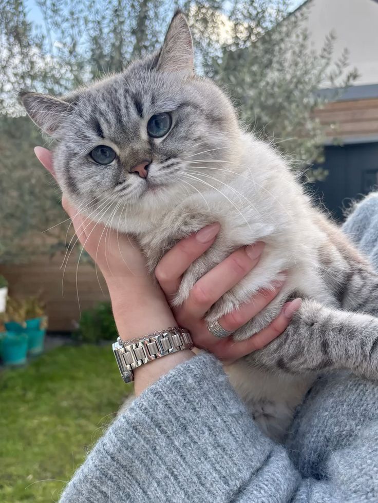 ssehrishjan's tweet photo. A little bit of innocence, a lot of personality. ๐ค
#CatLove #Kitten #CuteCats #FurBaby #CatTwitter #Meow ๐ฑ๐ https://t.co/a6g4KISgJo