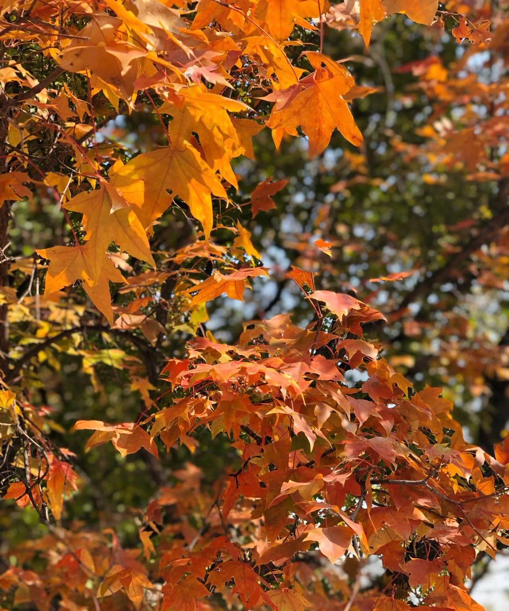 susanluis310111's tweet photo. Perfect autumn morning—sunlight filtering through maple leaves, crisp air, and the first pumpkin spice latte of the season. Fall vibes are here! https://t.co/uI0Bkj3AmK