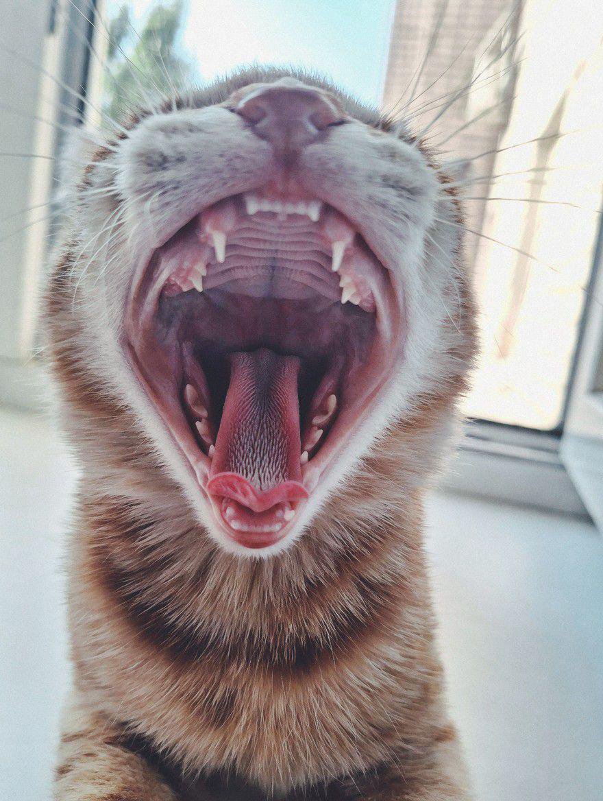 amfine_68's tweet photo. สดชื่น 🩶🖤 

#แมวสลิด #cat https://t.co/KnpuMrkkwb