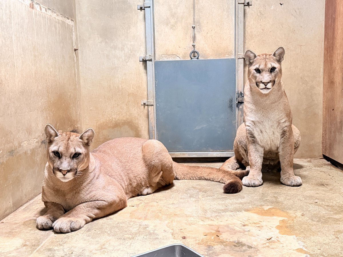 moriokazoo's tweet photo. 子どもたちの成長に伴い母子をオス群メス群に分けてから約2週間。少しずつ新しい生活スタイルに慣れてきました。すると…予想通りオス兄弟が悪戯開始。仕切り板を齧ったり引っ搔いたりして破壊工作。
朝イチで担当飼育係にお小言を言われる“シェダル”と“ツィー”です（表情に注目）。
＃ピューマ一家 https://t.co/s429ZftHaw