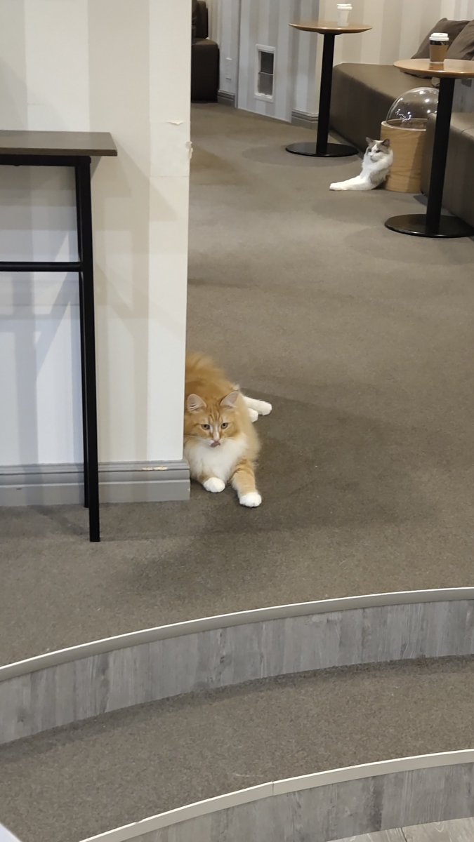 b0fh6d's tweet photo. 昼ごはんと猫カフェ堪能したよ https://t.co/6ux5I18zwr