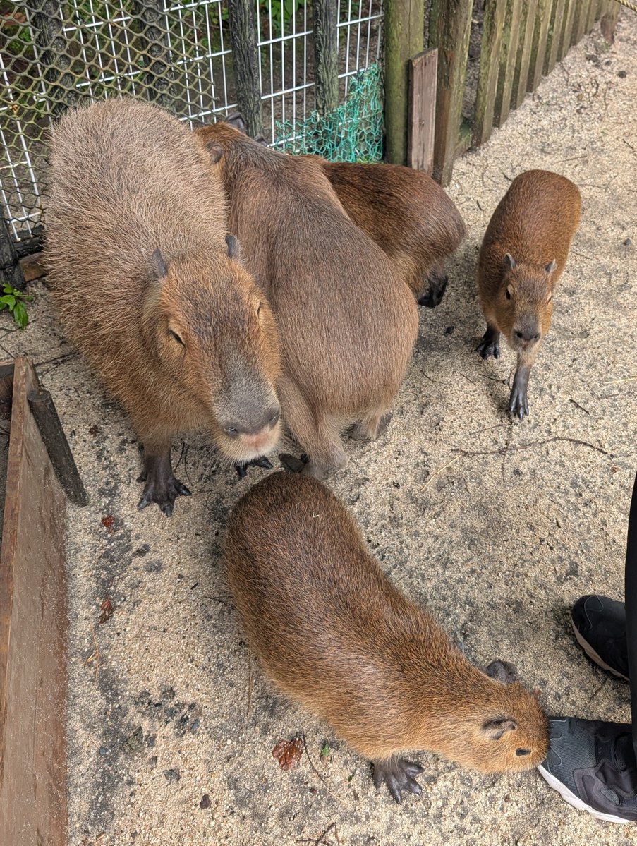 hnnc1201's tweet photo. カピバラ親子 https://t.co/k314a8tIm8