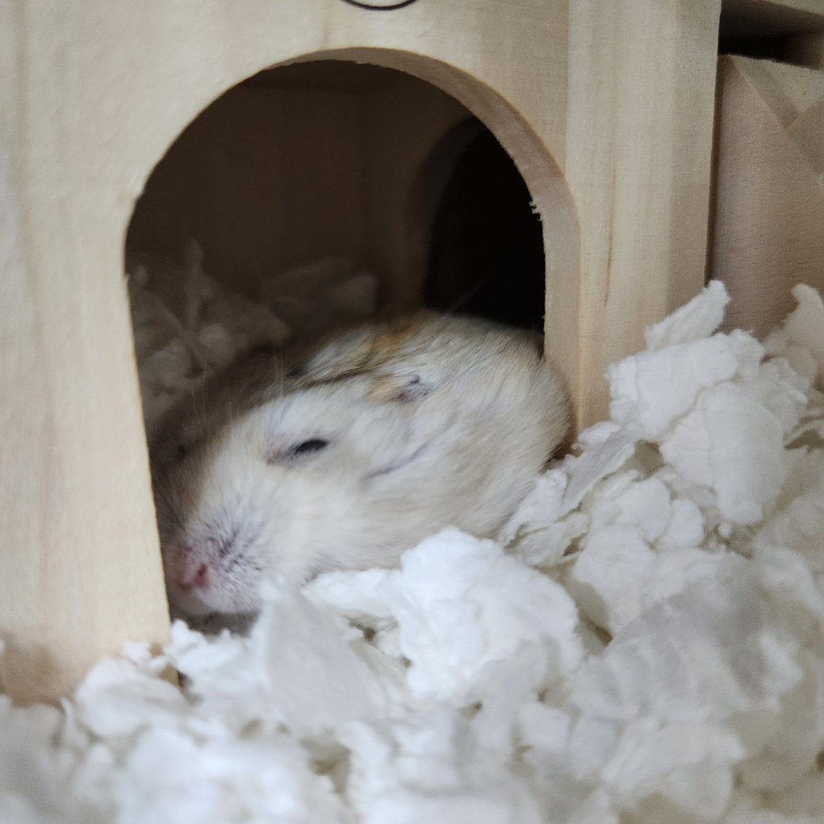my_hmgmouse's tweet photo. #今日のこぱん https://t.co/ptik9sD4Ri
