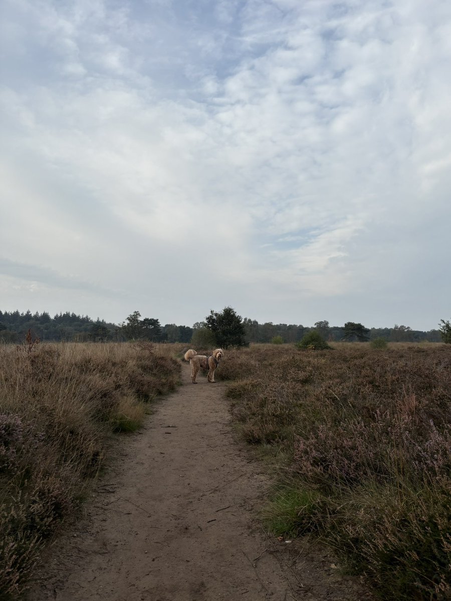 StephanvanHuis's tweet photo. 08.30 uur Zaterdagochtendrondje #holger #GroevenbeekseHeide #Ermelo https://t.co/XGdvBjSaw9