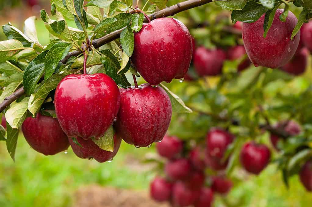 niceparis125's tweet photo. Apple🍎🍃#Garden https://t.co/1ELlpqYeyO