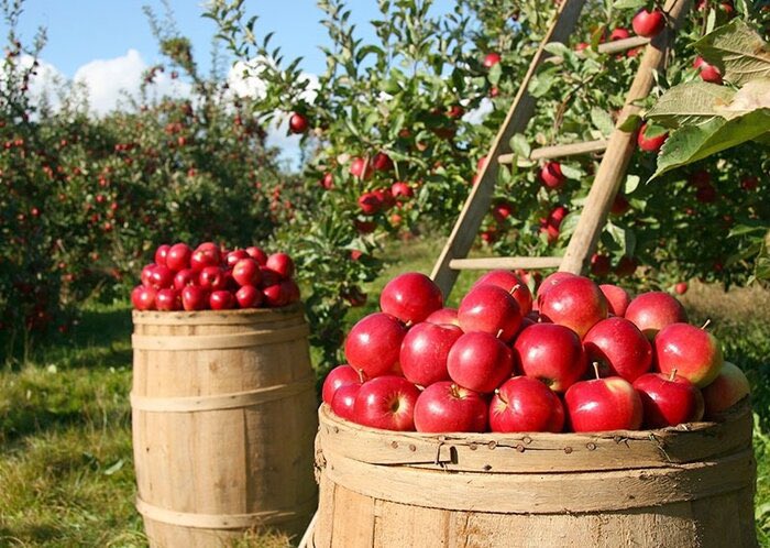 niceparis125's tweet photo. Apple🍎🍃#Garden https://t.co/1ELlpqYeyO