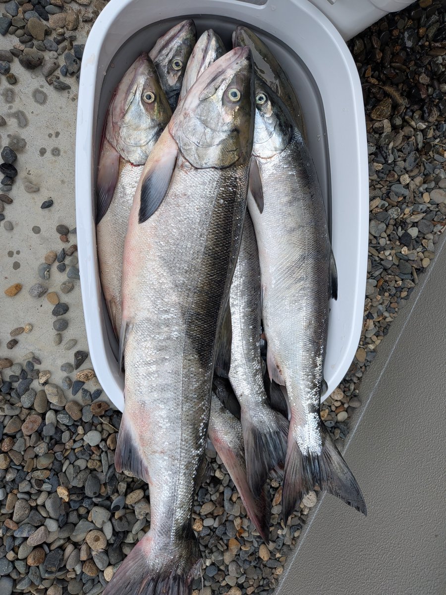 mrmisuchiru's tweet photo. 途中でやめたけど、2やってからの釣りはおじいには辛かったです https://t.co/0Mn04olKbE