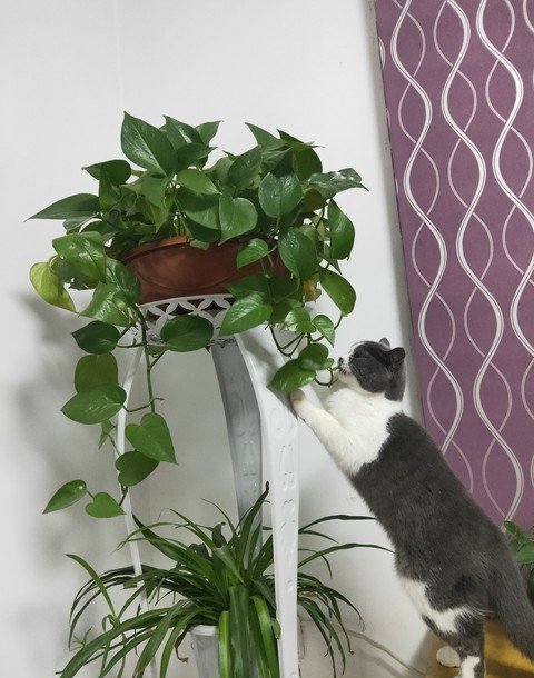 yutoelio339117's tweet photo. Just realized my desk plant survived my 2-week work trip—turns out it’s a better roommate than my cat who ate my pen last week https://t.co/WgIEzyHCQy