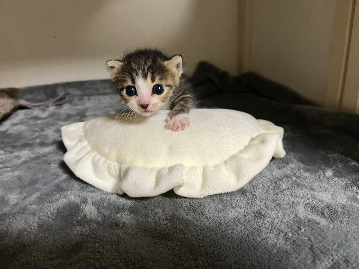 gomezcat7's tweet photo. セリアの餃子クッションがお気に入り。　

#チーチー成長記 https://t.co/kXTtgq2yuJ