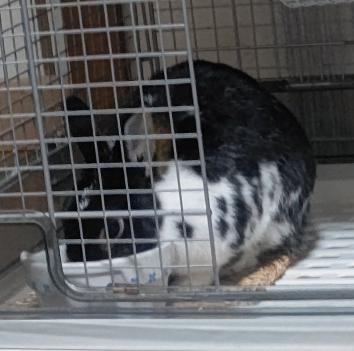Volvo0777's tweet photo. おっ 😲
隣の 自分の🐰部屋で 
ずっと寝ている と思っていたら、
いつの間にか 戻ってきて
ゲージの中の ペレットをむしゃむしゃ😋 https://t.co/kmVli3oFqo