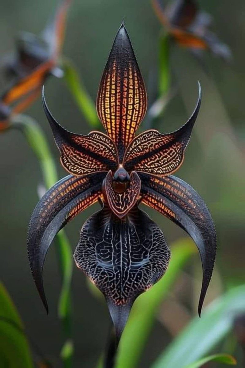 helencftroy's tweet photo. Dracula orchids, strange and beautiful… https://t.co/sAhhrJzq1E