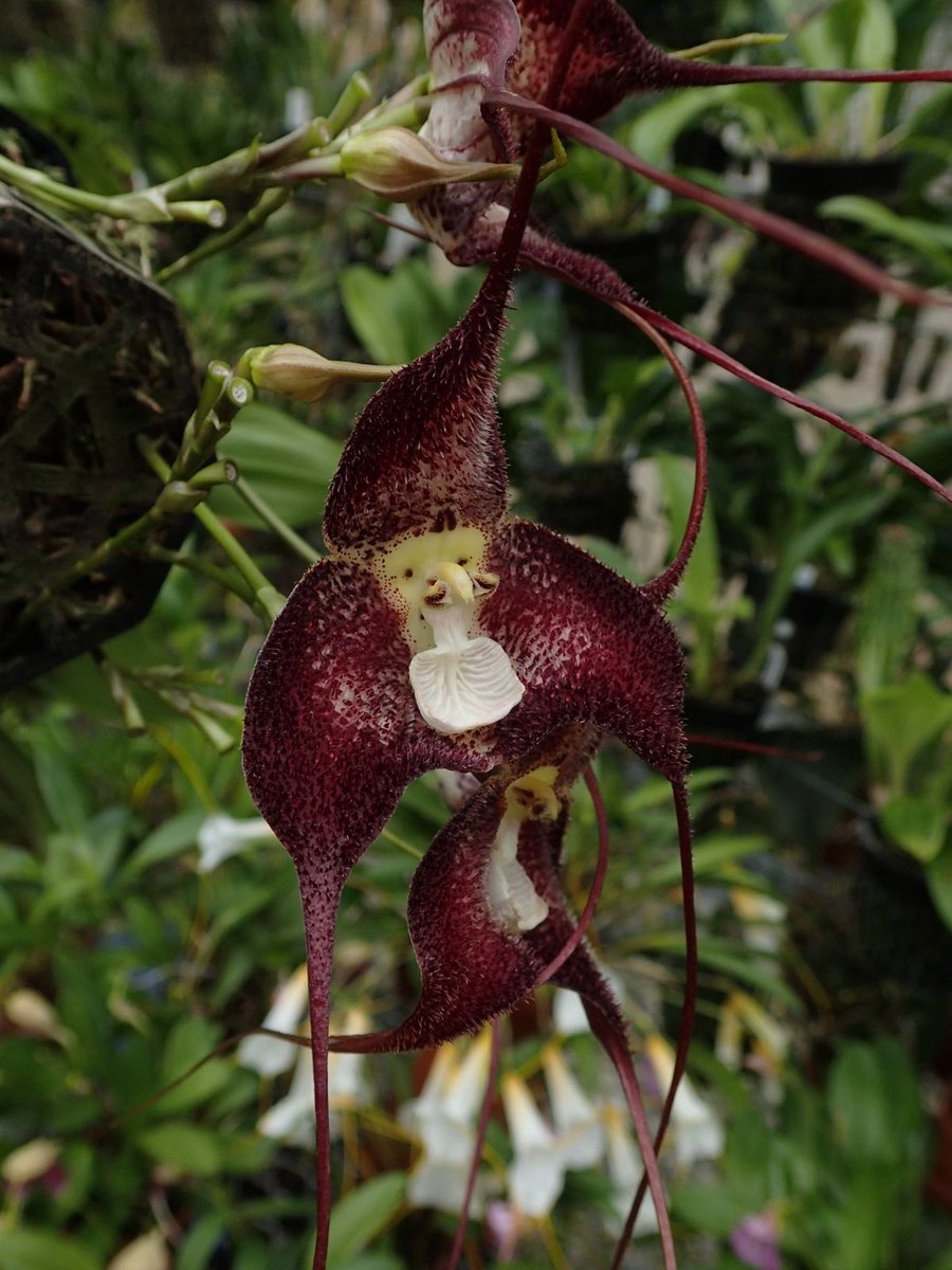 helencftroy's tweet photo. Dracula orchids, strange and beautiful… https://t.co/sAhhrJzq1E