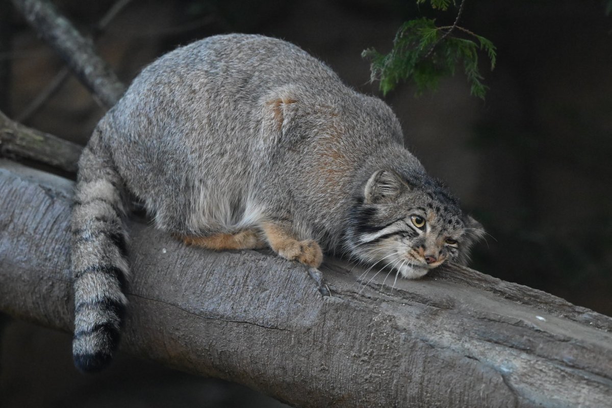 Mono18281905's tweet photo. Nagom🐾
#マヌルネコ  #manul  #Pallascat  #那須どうぶつ王国 https://t.co/t0TvjHsjNG