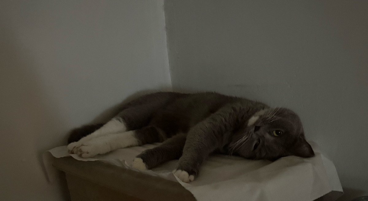ONEpear1010's tweet photo. #猫 https://t.co/lc5hc7wXBH