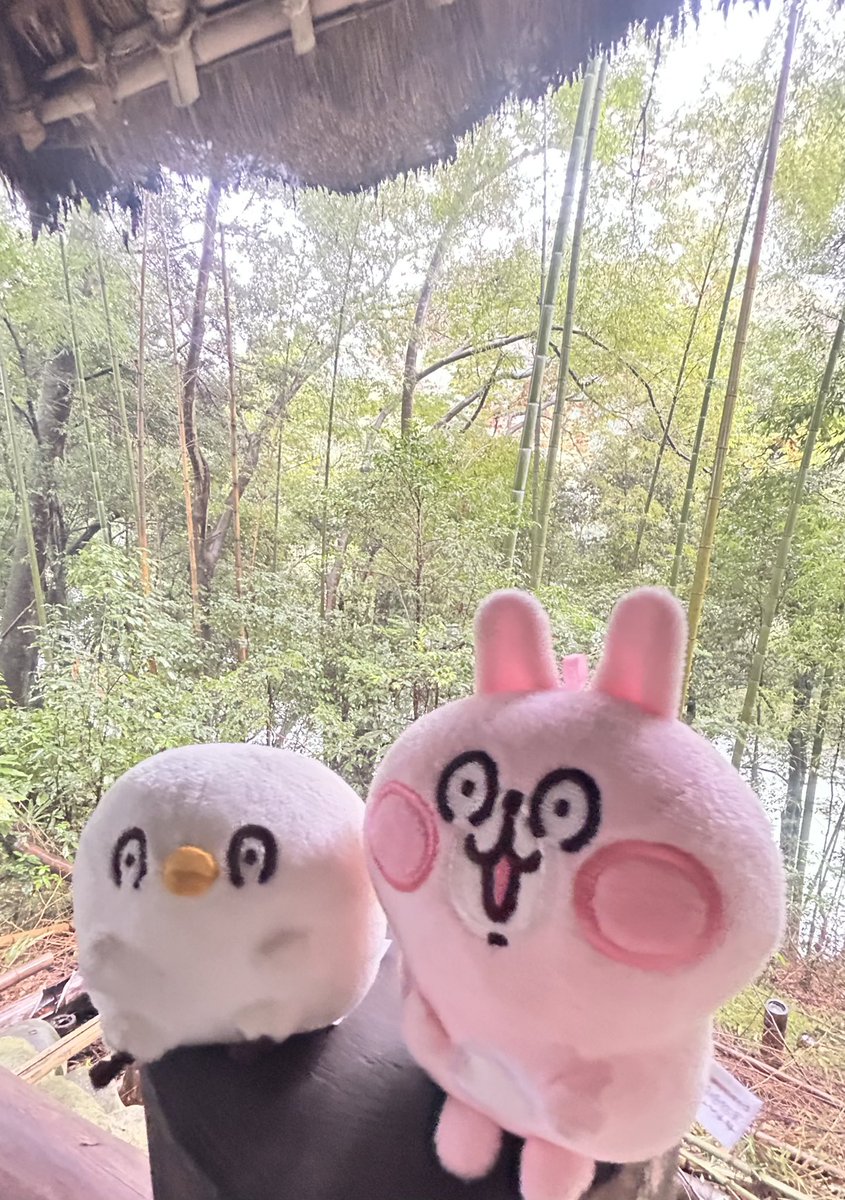 piskenosuke's tweet photo. 少し緑の多い場所でリラックス😄👍😊 https://t.co/n5x8iaaC3L