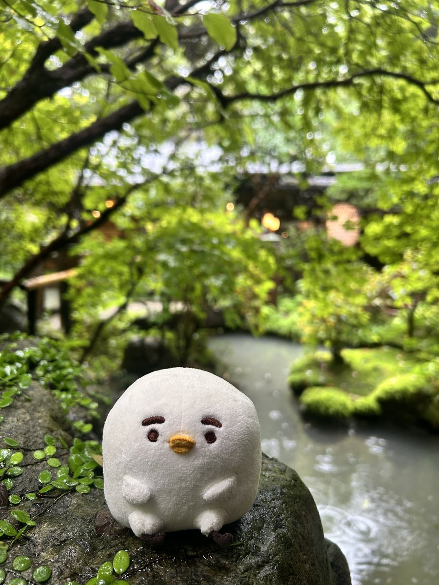 piskenosuke's tweet photo. 少し緑の多い場所でリラックス😄👍😊 https://t.co/n5x8iaaC3L