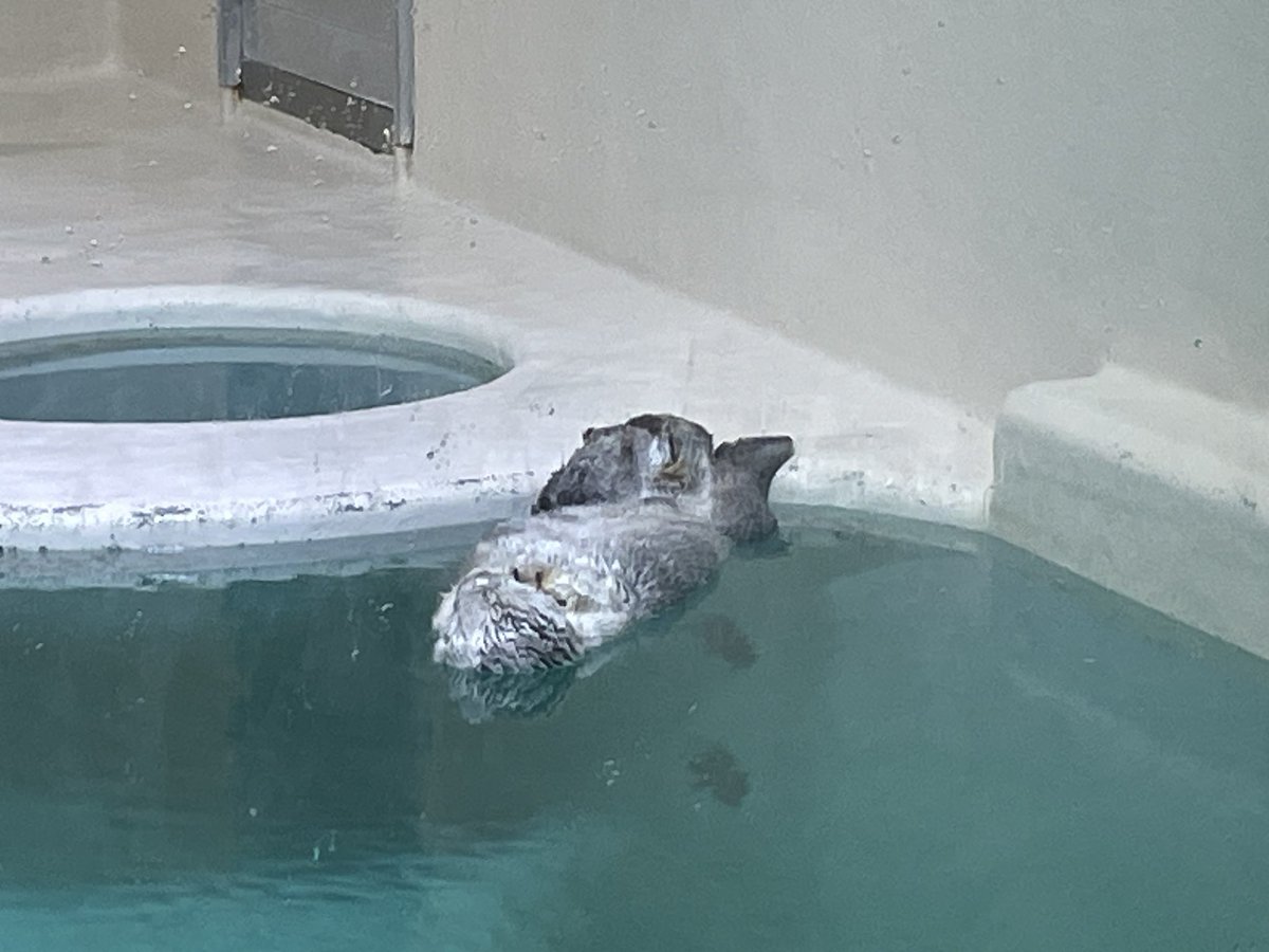 7lYfew's tweet photo. 鳥羽水族館に行った
キラメイ爆睡かわいい https://t.co/Cs2HEstk3z